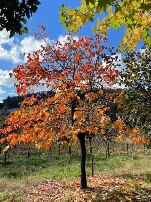 Vila Quinta Picouto De Cima Guimarães Exteriér fotografie